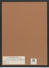Navicula auciforms Donk. (de-Toni-Nr.: Genus 1, Species 15) Zeichnungen Sammlung Grunow Mappe 00012 (Herbarium_W_Grunow_drawings_Folder_00012)
